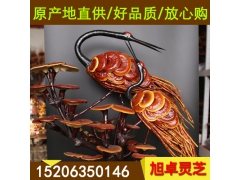 云南灵芝 与灵芝孢子粉相媲美无苦味灵芝 灵芝礼盒装图3