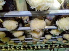 中国首家工厂化袋装银耳试种成功，寻求合作！图1