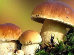 成都苁珍菌类|四川特产|牛肝菌批发|美味牛肝菌|食用菌批发图1