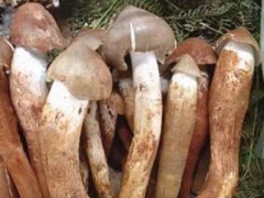 四川野生菌_成都鸡枞菌批发_食用菌批发图1