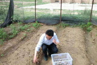 山西苛嵐羊肚菌基地實(shí)現(xiàn)春種夏收  打破傳統(tǒng)栽培模式 ()