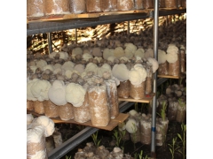 新鲜猴头菇 东北猴头菇干货图1