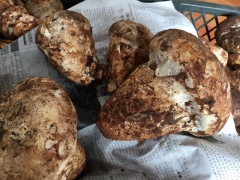 深圳鲜货松茸|牛肝菌|老人头食用菌鲜货批发配送，批发商市场图1