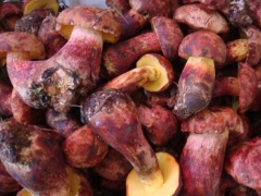 南京老人头菌批发|鲜货老人头菌配送|野生菌黄牛肝菌批发商图1