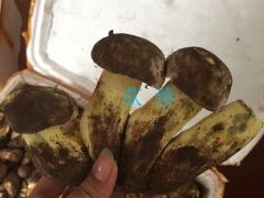 深圳苁珍新鲜黄牛肝菌|冰鲜美味牛肝菌|食用菌野生菌批发图1