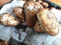 老人头菌批发 广州现货量足质量好 野生菌黄牛肝菌批发商图1