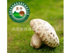 精品干香菇   天白特级干花菇昌盛宝菇一号香菇批发零售图1