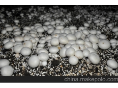 四川有机双孢菇 口蘑 系列产品图3
