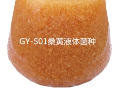 桑黄液体菌种图1