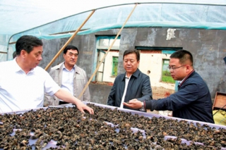 通化市政協(xié)深入走訪　黑木耳扶貧效果好 ()
