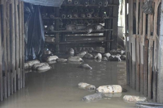 災(zāi)后重建：暴雨過后食用菌管理注意事項(xiàng) ()