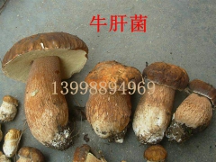 低价供应牛肝菌蘑菇、美味牛肝菌、大腿磨图1