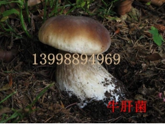 供应自家盐腌牛肝菌、盐腌大腿磨、美味大腿磨、美味牛肝菌图1