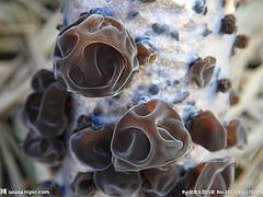 优质的北芪耳【供销】 可口的北芪耳图1