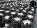 长白山黑木耳基地北京运营中心诚招经销商