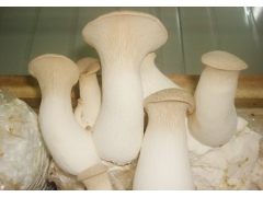 杏鲍菇的功效做法大全图2