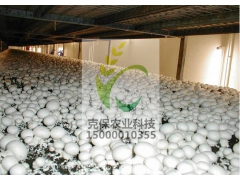 食用菌黑白膜，菌棚防晒膜，食用菌专用膜，食用菌栽培膜图3