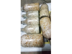 玉米蜜环菌栽培种图1