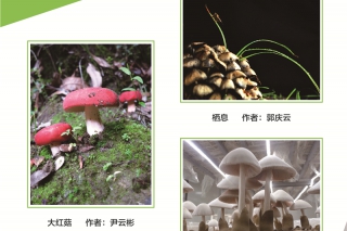 2016第三届中国食用菌摄影作品大赛 ()