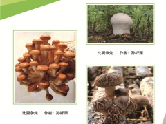简介：