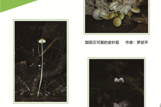 2016第三届中国食用菌摄影作品大赛 (1)