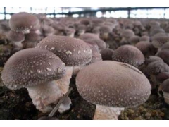 河北承德常年大量供应干，鲜香菇电话18231451885图1