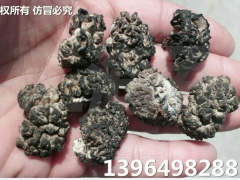 核桃菌 核桃菇 基地批发核桃菌图3
