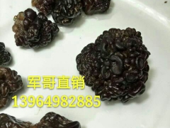 核桃菌 核桃菇 基地批发核桃菌图2