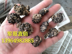 核桃菌 核桃菇 基地批发核桃菌图1