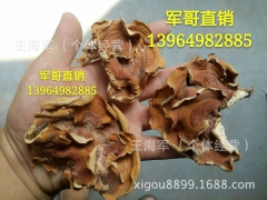 榆耳 榆耳干品 大片榆耳 13964982885图3