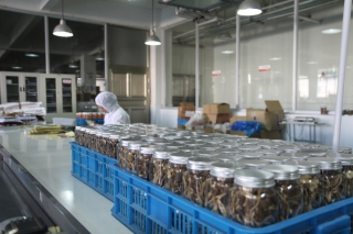 出口產(chǎn)品領(lǐng)域加深 麗水深加工食用菌出口勢頭強勁 ()