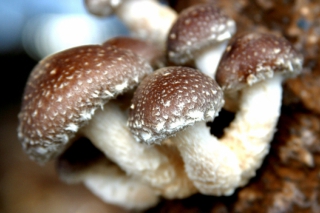 浅谈我国食用菌产业发展存在的问题及对策