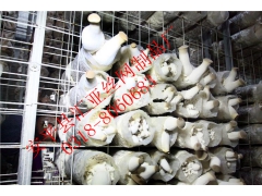 河北厂家直供出菇网架食用菌专用网格图1