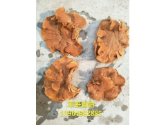 山东省鱼台县榆耳基地 王海军 榆耳大榆耳 厚榆耳图1