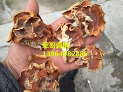 榆耳直销，榆耳生产基地，榆耳销售商，榆耳生产商，榆耳代理商图2