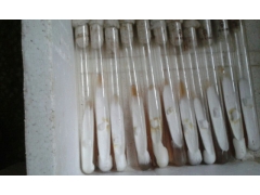 菌种厂供应灵芝菌种图2