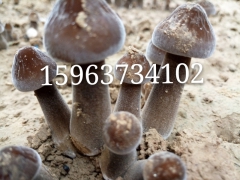 黑皮鸡枞菌菌种 鸡枞菌栽培技术 特色食用菌种植 金乡联盛菌业图1