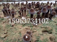 黑皮鸡枞菌菌种 黑皮鸡枞菌种植技术 鸡枞菌人工培植方法图1