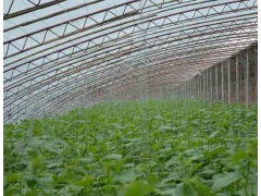 哪儿有比较好的蔬菜温室大棚搭建 菜菌一体温室大棚造价图1