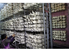 厂家供应蘑菇专用网片浸塑网格 工厂化出菇网架图2