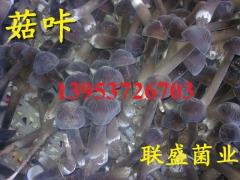 黑鸡枞菌菌棒 黑皮鸡枞菌种植技术 鸡枞菌人工栽培图1