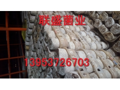 黑鸡枞菌菌棒 黑皮鸡枞菌种植技术 鸡枞菌人工栽培图3