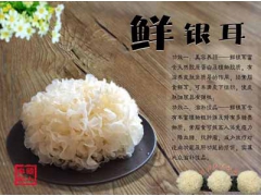 银耳的功效与作用|银耳做法大全|银耳销售|国人菌业图1
