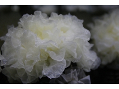 银耳的功效与作用|银耳做法大全|银耳销售|国人菌业图2