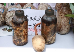 蜜环菌、萌发菌图1