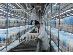 金针菇包菇片食用菌种植栽培瓶菌种瓶菌需物资PE环保材质可定制图3