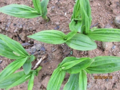 白芨种植技术图1
