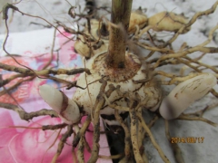 白芨种植技术图2