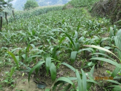 白芨种植技术图3