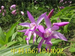 白芨种植技术图1